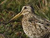 Magellanic Snipe